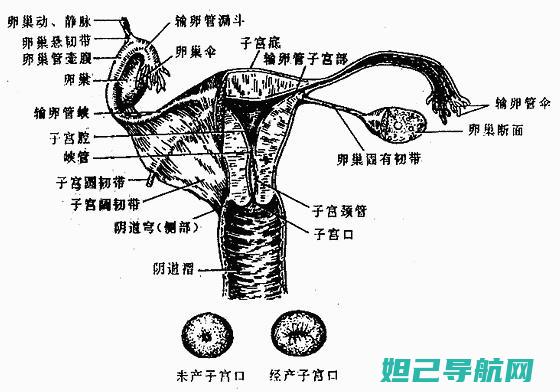 详细解读：GTI8250手机刷机教程大全 (详细解读格力月亮女神)